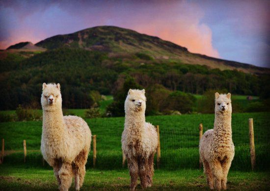 Peppermint Alpacas