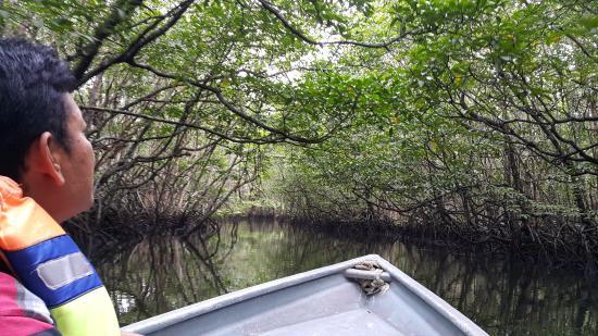 Bintan Mangrove Green