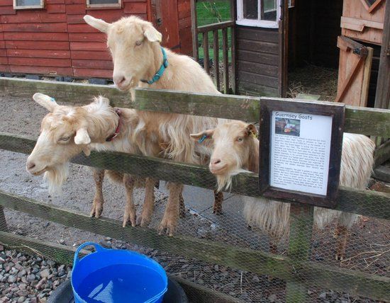 Feufield Farm