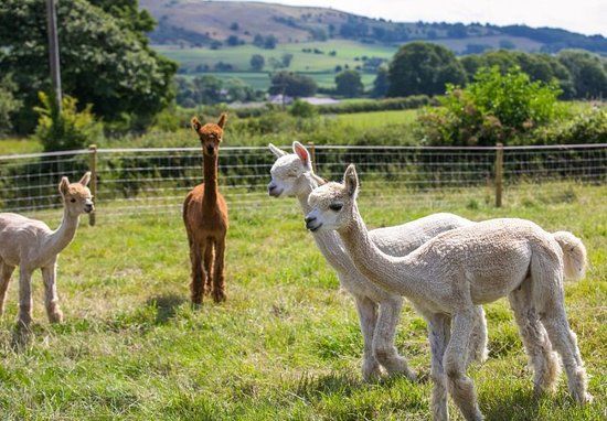 Cartmel Alpacas