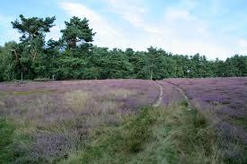 Rieseberger Moor