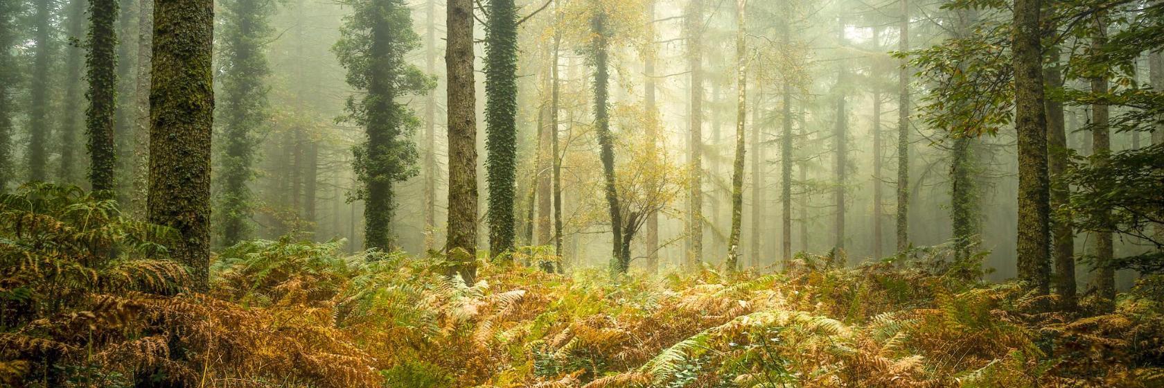 Forest of Broceliande