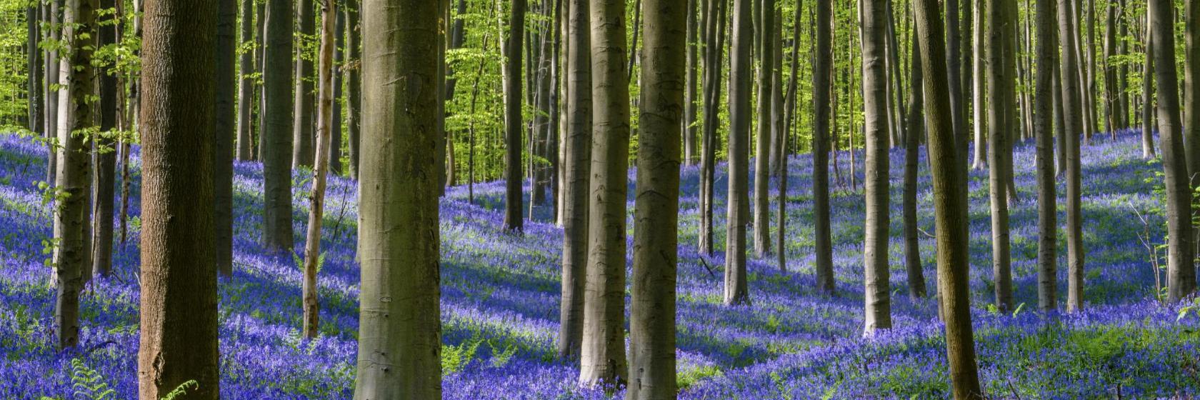 Hallerbos