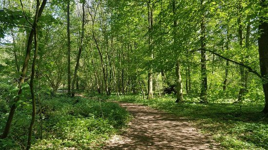 Forêt de Soignes