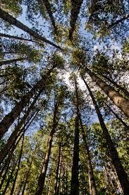 I Giganti della Sila