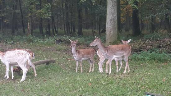 Parque Zoológico de Düsseldorf-Grafenberg