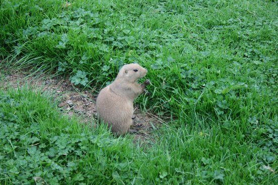 Coolwood Wildlife Park