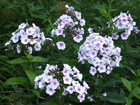 Kurpark Bad Woerishofen