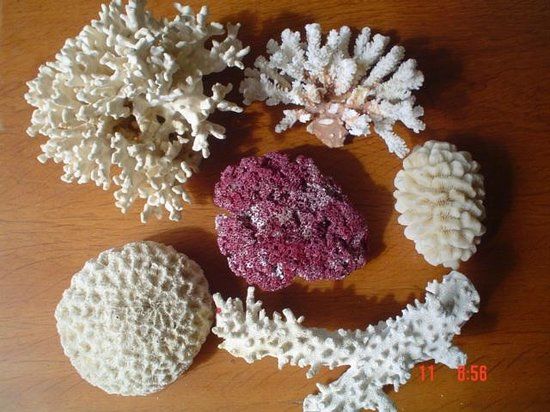 Museu e Aquario Marinho de Bombinhas