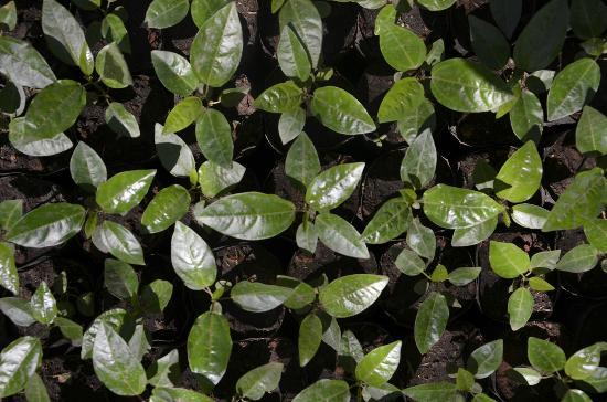 Doi Musur Hilltribe Development & Welfare Center