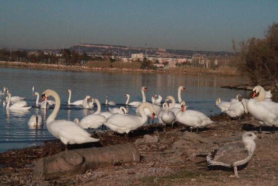 Site naturel protege de l'etang de Bolmon