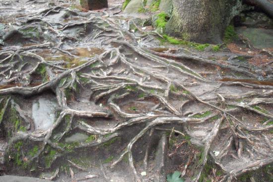 Sciezka Skalnej Rzezby