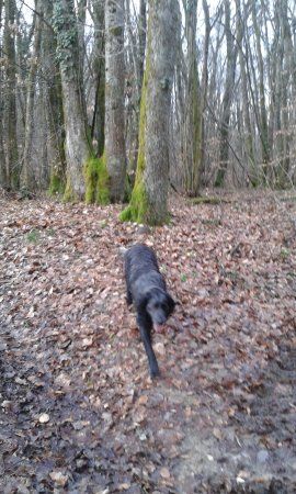Forêt de Rothonne