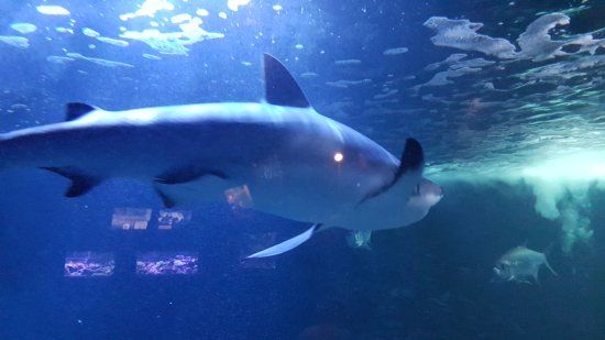 Aquarium d'Amneville