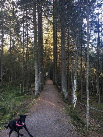 Windgfällweiher