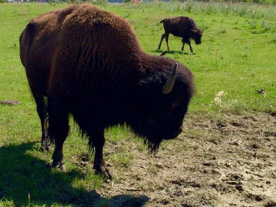 EVRAZ Family Park and Pool