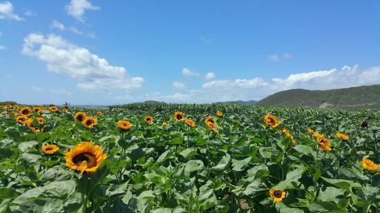 Finca El Girasol