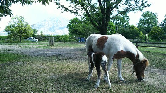 Mo-mo- Farm Takehara Bokujo
