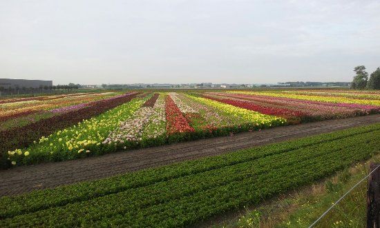 Annemieke's Pluktuin