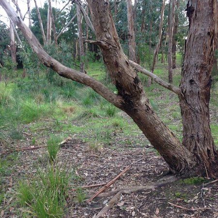 Nangathan Flora Reserve