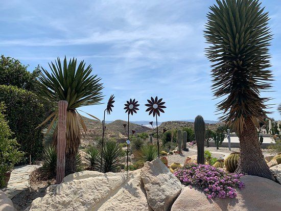 Cactus Nijar