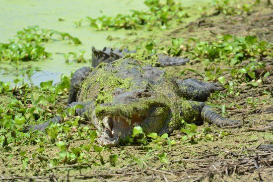 Croclandia & The American Crocodile Sanctuary