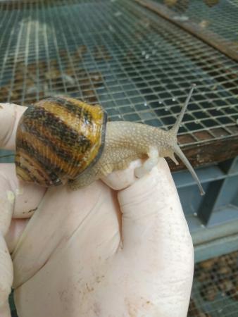 Espace Escargots