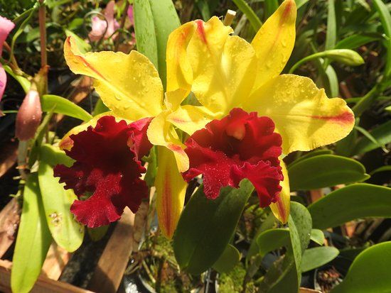 Orquidario Nego Plantas