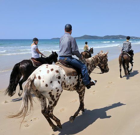 Noosa Horses