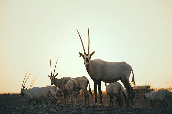 Arabian Oryx Sanctuary