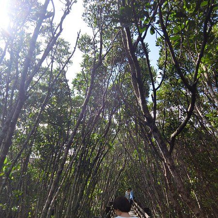 Hsinfeng Mangrove