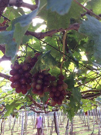 Gapuz Grapes Farm